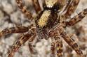 Pardosa_lugubris_D7415_Z_90_NP De Hoge Veluwe_Nederland